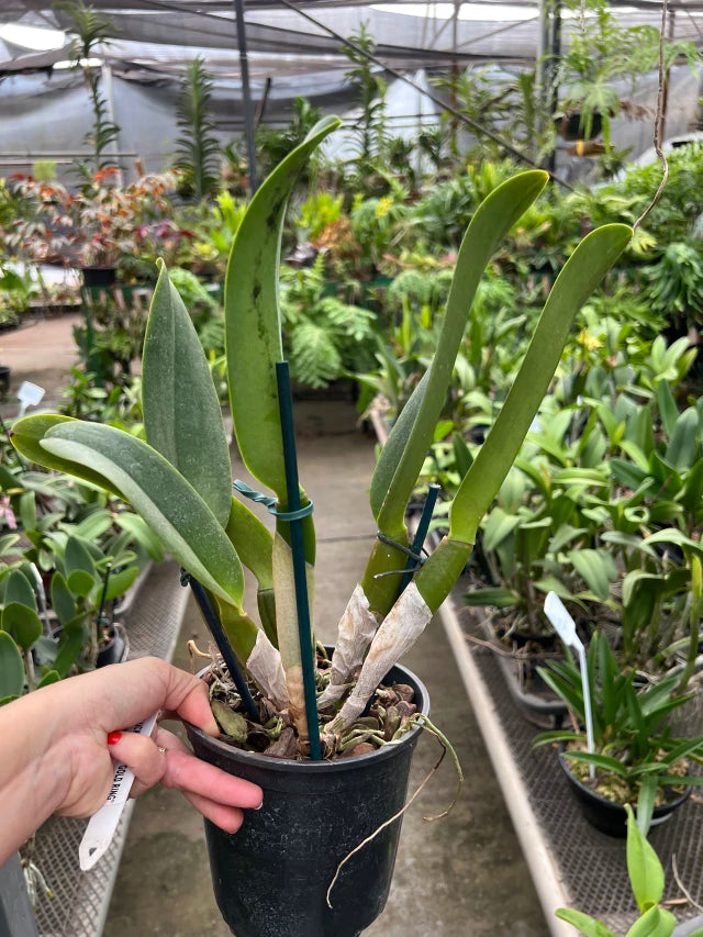 Orquídea Blc. Lucky Strike “Golden Ring” – Adulta, Apta à Floração | Flor Grande, Pink com Anel Dourado (Corte de Matriz)
