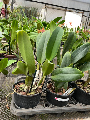 Orquídea Blc. Lucky Strike “Golden Ring” – Adulta, Apta à Floração | Flor Grande, Pink com Anel Dourado (Corte de Matriz)