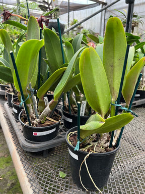 Orquídea Blc. Lucky Strike “Golden Ring” – Adulta, Apta à Floração | Flor Grande, Pink com Anel Dourado (Corte de Matriz)