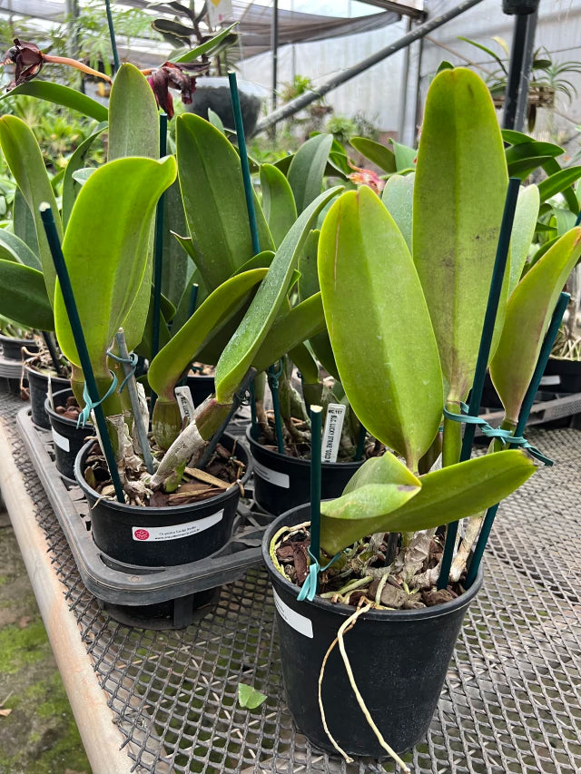 Orquídea Blc. Lucky Strike “Golden Ring” – Adulta, Apta à Floração | Flor Grande, Pink com Anel Dourado (Corte de Matriz)