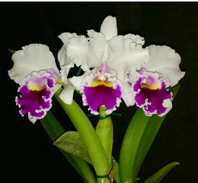 Orquídea Blc. Melody Fair ‘Carol’ – Adulta e Apta à Floração, Flor Grande e Perfumada com Labelo Marcante