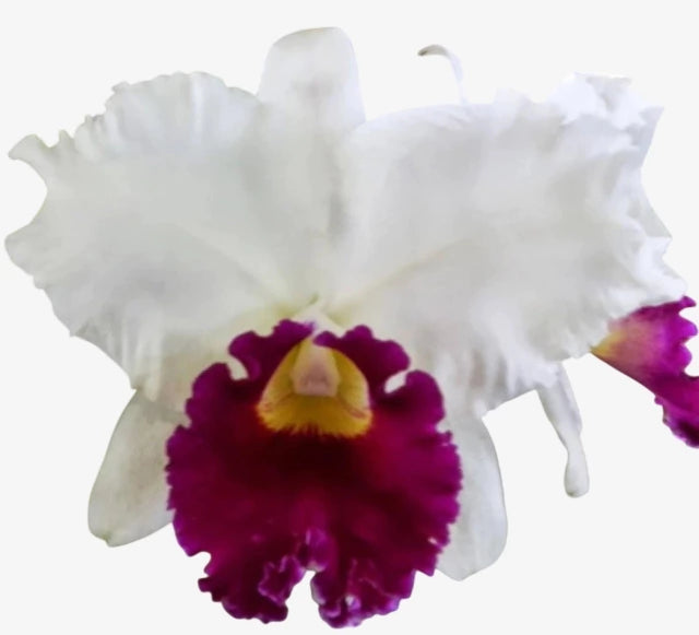 Orquídea Blc. Melody Fair ‘Carol’ – Adulta e Apta à Floração, Flor Grande e Perfumada com Labelo Marcante