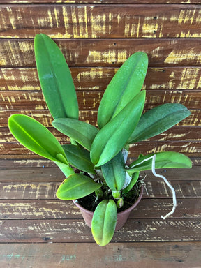 Orquídea Blc. Melody Fair ‘Carol’ – Adulta e Apta à Floração, Flor Grande e Perfumada com Labelo Marcante