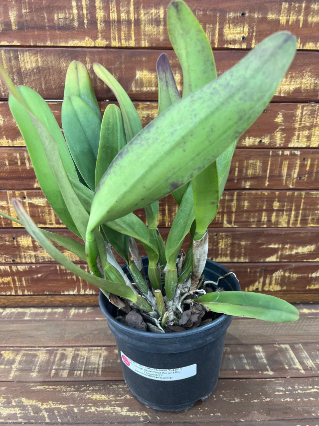 Orquídea Blc. Owen Holmes x Orange Show x Chunyeah 17 – Adulta e Apta a Floração (270)