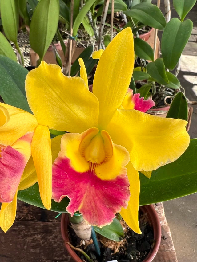 Orquídea Blc. Rodrigo Suzuki – com Flor ou Botões em 08/01/2026, Flor de Impacto e Labelo Marcante