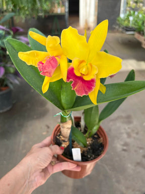 Orquídea Blc. Rodrigo Suzuki – com Flor ou Botões em 08/01/2026, Flor de Impacto e Labelo Marcante