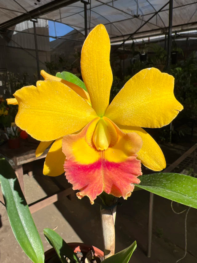 Orquídea Blc. Rodrigo Suzuki – com Flor ou Botões em 08/01/2026, Flor de Impacto e Labelo Marcante