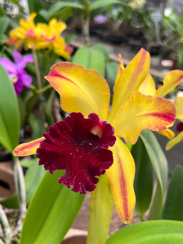 Orquídea Blc. Toshie Aoki Pizazz - com flor ou botão em 10.01.26