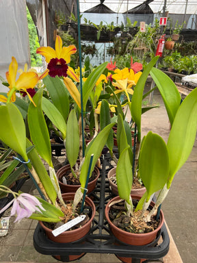 Orquídea Blc. Toshie Aoki Pizazz - com flor ou botão em 10.01.26