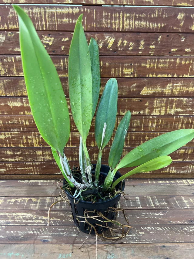 Orquídea Blc Delta King “Tangerglow” – Flor Exuberante, Adulta e Apta à Floração