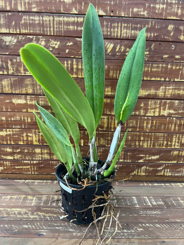 Orquídea Blc Delta King “Tangerglow” – Flor Exuberante, Adulta e Apta à Floração