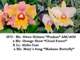 Orquídea Blc Owen Holmes x Orange Show x Aloha Case x Mary Song – Adulta e Apta à Floração
