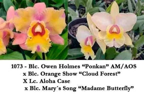 Orquídea Blc Owen Holmes x Orange Show x Aloha Case x Mary Song – Adulta e Apta à Floração