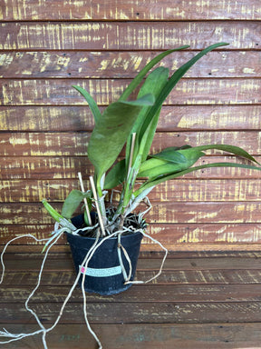 Orquídea Blc Owen Holmes x Orange Show x Aloha Case x Mary Song – Adulta e Apta à Floração