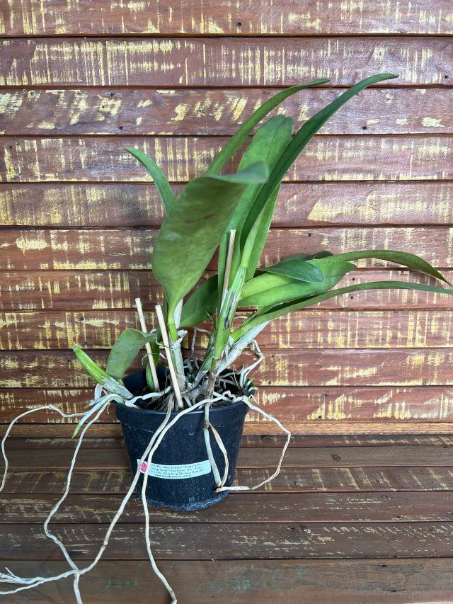 Orquídea Blc Owen Holmes x Orange Show x Aloha Case x Mary Song – Adulta e Apta à Floração