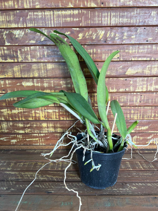 Orquídea Blc Owen Holmes x Orange Show x Aloha Case x Mary Song – Adulta e Apta à Floração