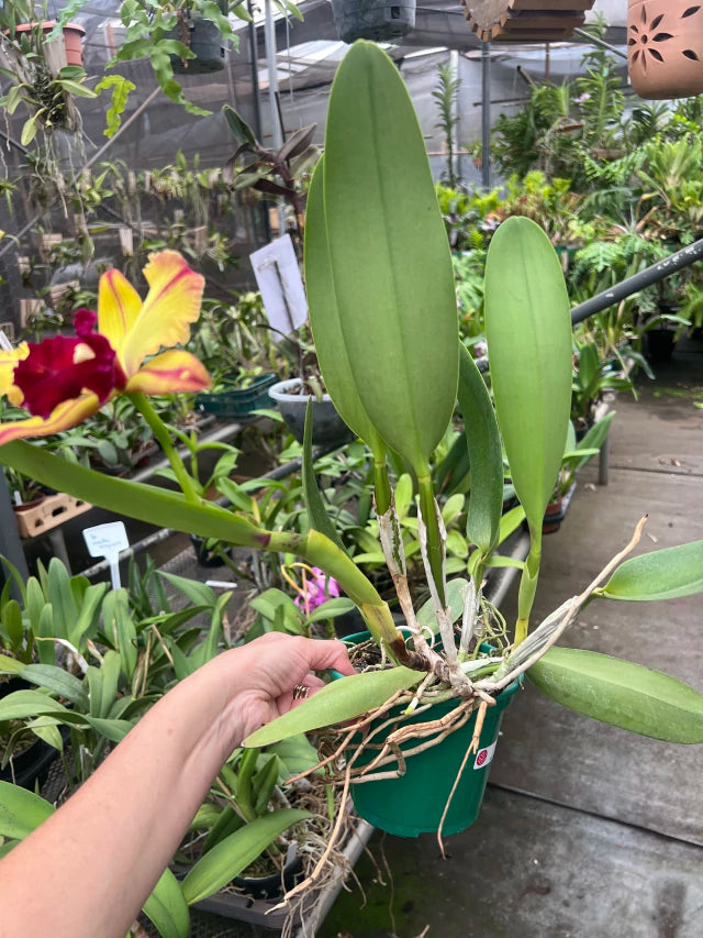 Orquídea Blc Toshie Aoki – Flor ou Botão em 08.01.26| Flor amarela vibrante