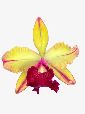 Orquídea Blc Toshie Aoki – Flor ou Botão em 08.01.26| Flor amarela vibrante