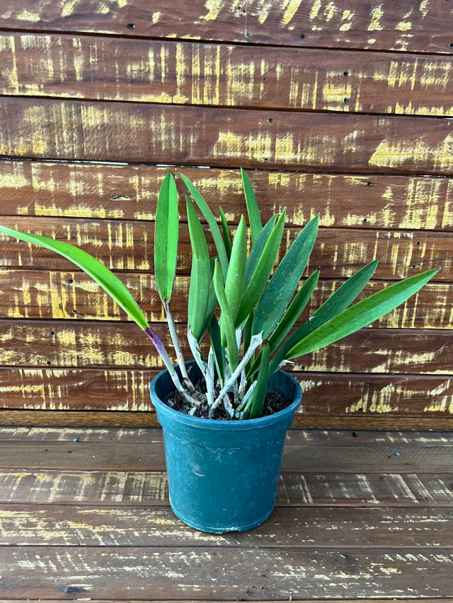 Orquídea Brassocattleya Ploenpit Star – Adulta e Apta à Floração, Flor Estrelada com Perfume Delicado