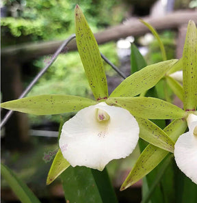 Orquídea Brassocattleya Ploenpit Star – Adulta e Apta à Floração, Flor Estrelada com Perfume Delicado