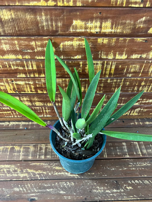 Orquídea Brassocattleya Ploenpit Star – Adulta e Apta à Floração, Flor Estrelada com Perfume Delicado