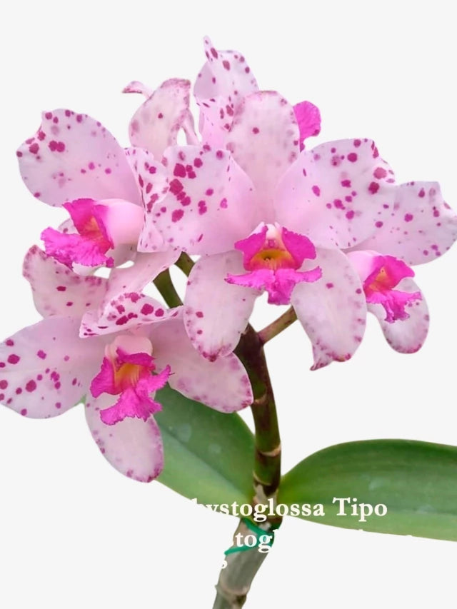 Orquídea Cattleya Amethistoglossa Tipo x Flamea “Tedesco” | Flor Adulta Apta à Floração (1106)