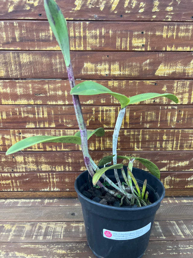 Orquídea Cattleya Amethistoglossa Tipo x Flamea “Tedesco” | Flor Adulta Apta à Floração (1106)