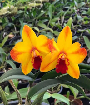 Orquídea Cattleya Ayrton Senna – Mudinha (Juvenil) para Dar Flor em ~2 Anos