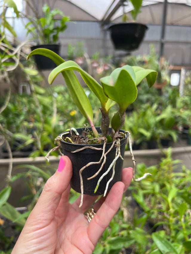 Orquídea Cattleya Ayrton Senna – Mudinha (Juvenil) para Dar Flor em ~2 Anos