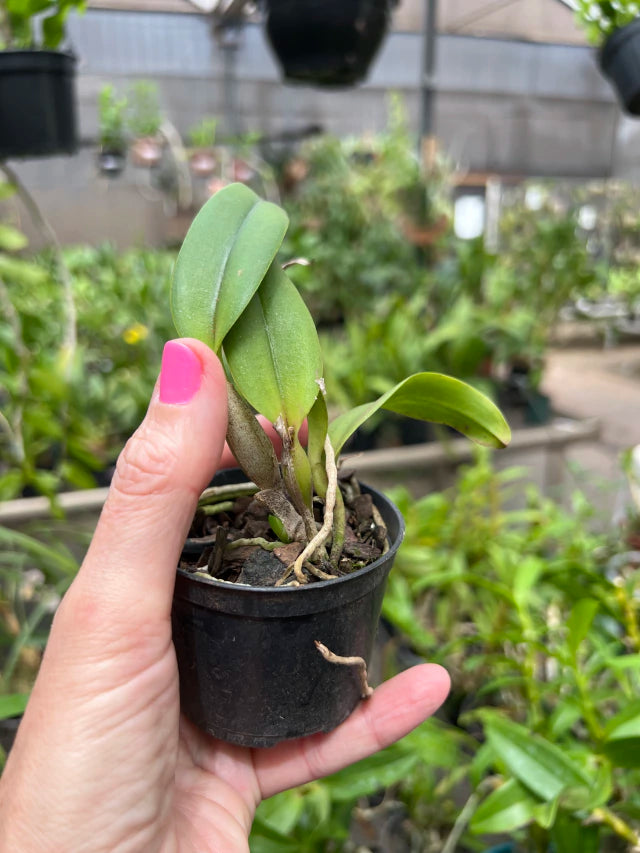 Orquídea Cattleya Ayrton Senna – Mudinha (Juvenil) para Dar Flor em ~2 Anos