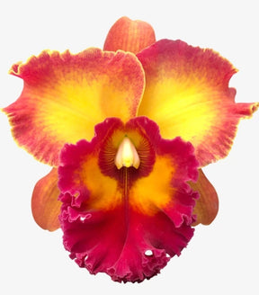 Orquídea Cattleya Chomthong Fancy Adulta no Vaso – Apta para Floração