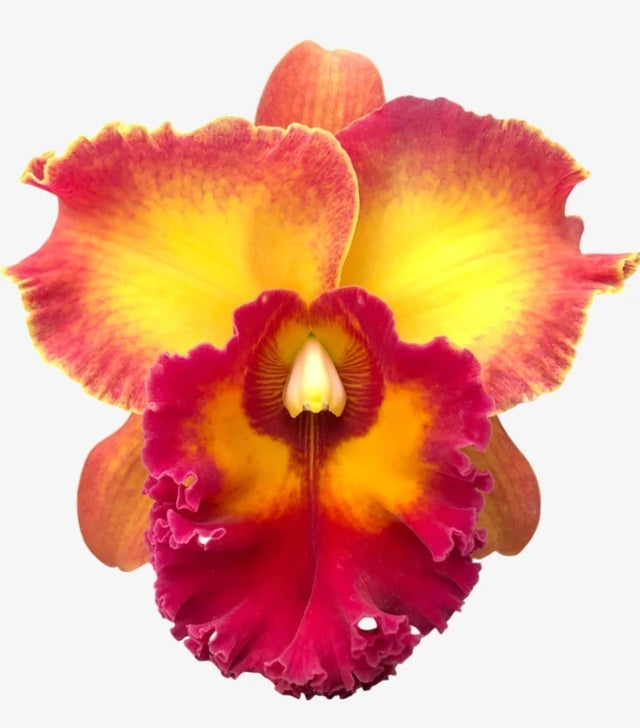 Orquídea Cattleya Chomthong Fancy Adulta no Vaso – Apta para Floração