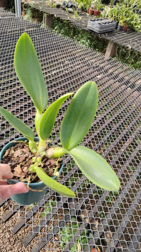 Orquídea Cattleya Chomthong Fancy Adulta no Vaso – Apta para Floração