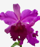 Orquídea Cattleya Excellency × Gigas – Adulta, Muitas com Espata (05/11/2025), Flor Grande e Perfumada