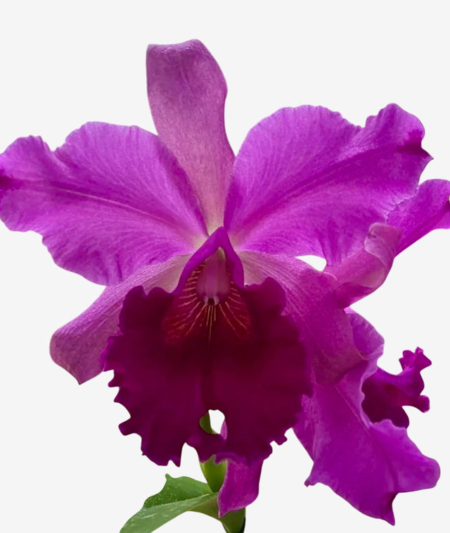 Orquídea Cattleya Excellency × Gigas – Adulta, Muitas com Espata (05/11/2025), Flor Grande e Perfumada