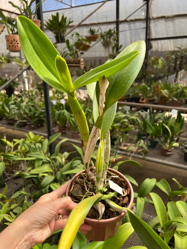 Orquídea Cattleya Excellency × Gigas – Adulta, Muitas com Espata (05/11/2025), Flor Grande e Perfumada