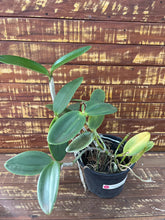 Orquídea Cattleya Granulosa X C. Aclandiae- Adulta e apta a floração