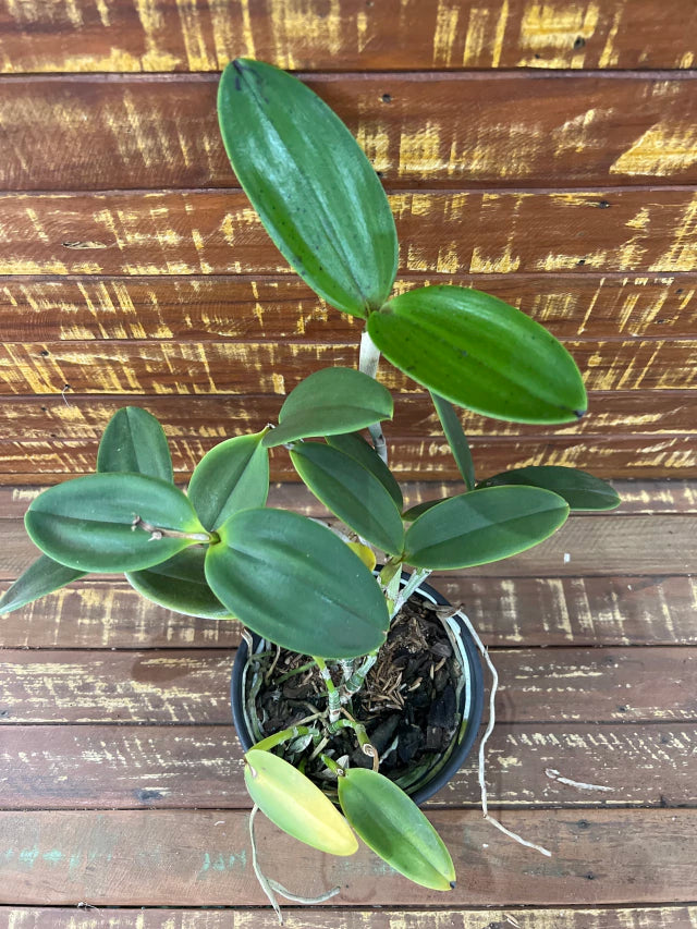 Orquídea Cattleya Granulosa X C. Aclandiae- Adulta e apta a floração