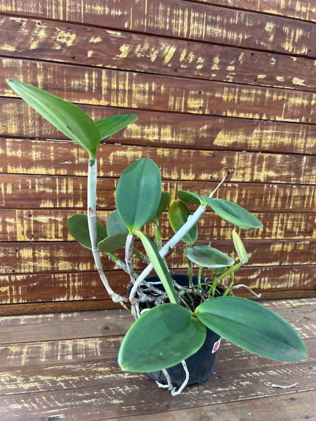 Orquídea Cattleya Granulosa X C. Aclandiae- Adulta e apta a floração