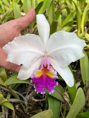 Orquídea Cattleya Jaguariúna × C. lueddemanniana semi-alba – Flor de Impacto | Com Espata ou Botões em 28/11/2025
