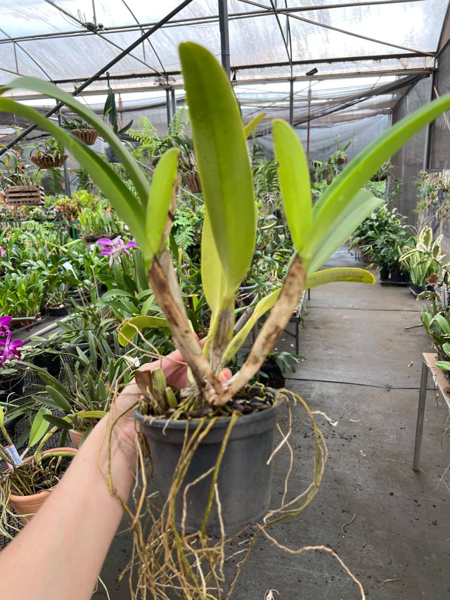 Orquídea Cattleya Jaguariúna × C. lueddemanniana semi-alba – Flor de Impacto | Com Espata ou Botões em 28/11/2025
