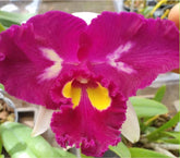 Orquídea Cattleya Moscombe X Blc Miya’s Glow - pré adulta, caso 10