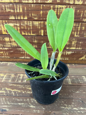 Orquídea Cattleya Moscombe X Blc Miya’s Glow - pré adulta, caso 10