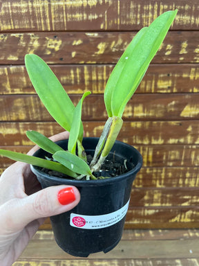 Orquídea Cattleya Moscombe X Blc Miya’s Glow - pré adulta, caso 10