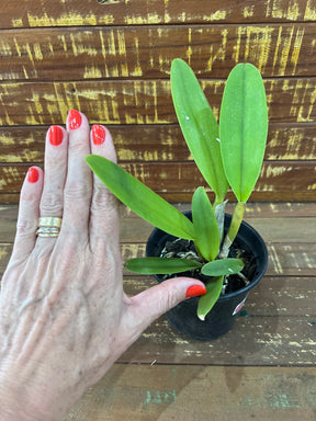 Orquídea Cattleya Moscombe X Blc Miya’s Glow - pré adulta, caso 10