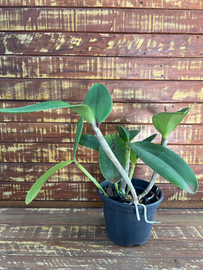 Orquidea Cattleya Penny Kuroda spots x cruzeiro do sul Ms 259 - adulta