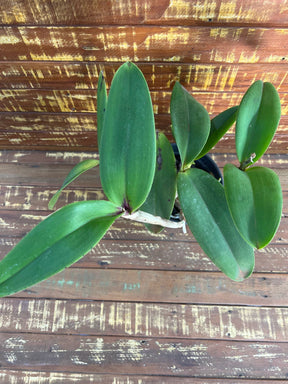 Orquidea Cattleya Penny Kuroda spots x cruzeiro do sul Ms 259 - adulta