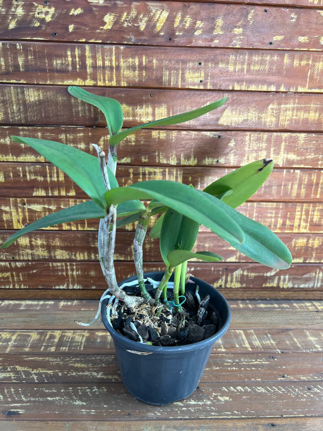 Orquidea Cattleya Penny Kuroda spots x cruzeiro do sul Ms 259 - adulta