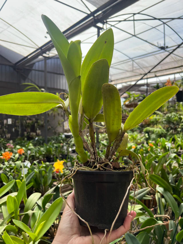 Orquídea Cattleya Portia Baronesa Coerulea Adulta | Esparta floral em 20.01.26