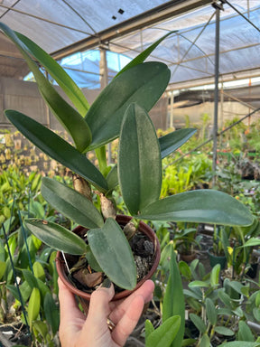 Orquídea Cattleya Portia Baronesa Coerulea Adulta | Esparta floral em 20.01.26